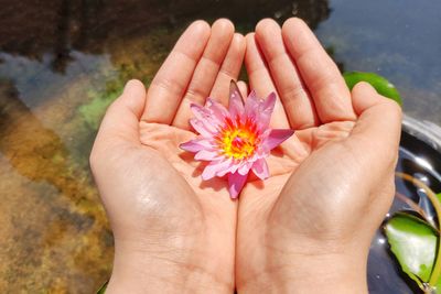 Close-up of hand holding pink flower