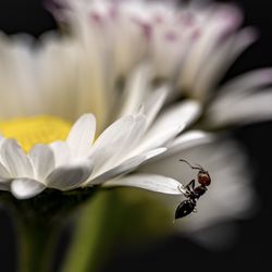 Close-up of insect pollinating on flower