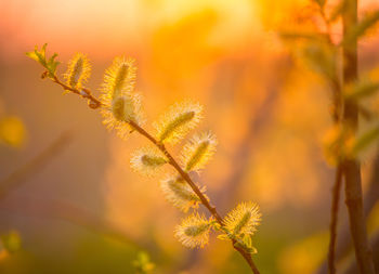 Beautiful willow branches with spring blossoms during morning hours. seasonal scenery of europe.