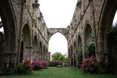 Flowers in abandoned church ruins