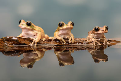 Close-up of frogs on water