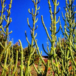 Close-up of green leaves against blue sky