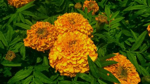 Close-up of yellow flowers blooming outdoors