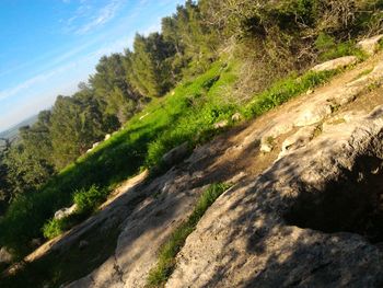 Trees growing on rock