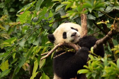 Close-up of panda on tree