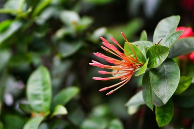 Close-up of flower bud