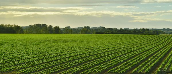 Scenic view of field against cloudy sky