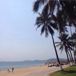 Palm trees on beach