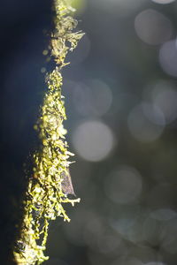 Close-up of plant on branch