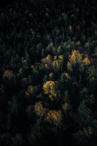 High angle view of trees in forest