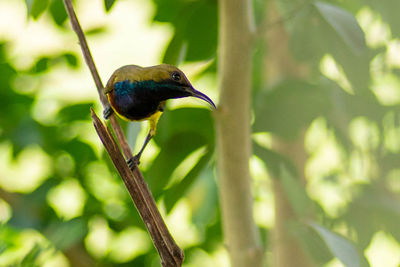 Close-up of bird perching on branch