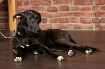 Black dog sitting on floor against brick wall