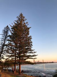 Trees on snow covered land against sky during sunset