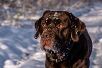 Close-up portrait of dog in snow