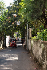 Footpath along trees