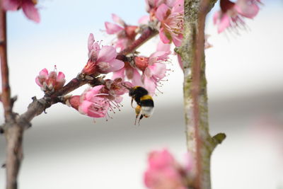 Close-up of bee pollinating on pink flower