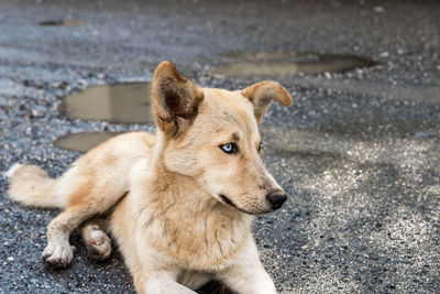 Dog looking away on land