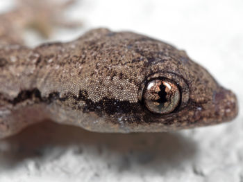 Close-up of lizard