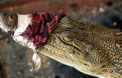 An crocodile with tied mouth