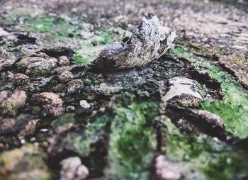 Close-up of lizard on tree stump in forest