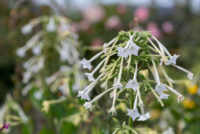 Close up of flowering tobacco in bloom.