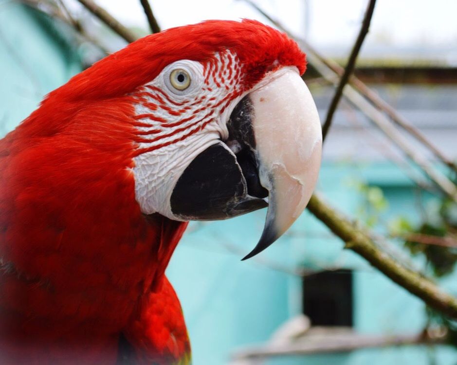 CLOSE-UP OF PARROT IN RED