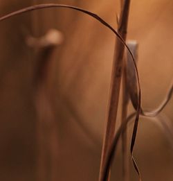 Close up of leaf