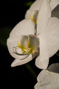 Close-up of water lily