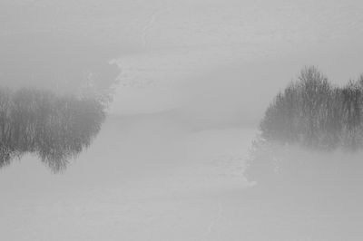 Trees on field during winter