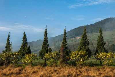Panoramic view of trees on field against sky