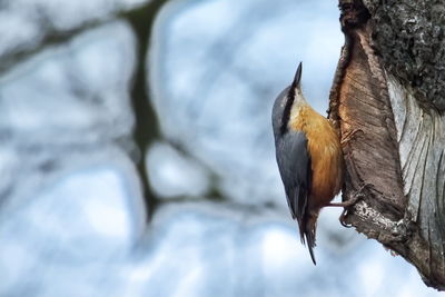 Low angle view of eagle perching on branch