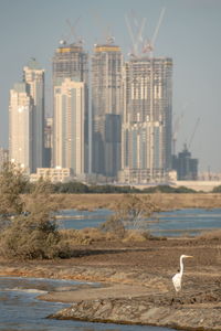 Seagulls on a building