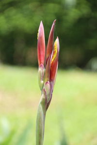 Close-up of red flower bud