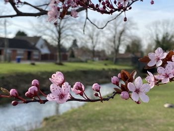 Close-up of pink cherry blossom tree