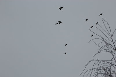 Low angle view of eagle flying against clear sky