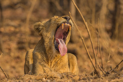 Close-up of lioness yawning on field