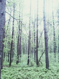 Trees in forest