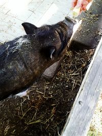 High angle view of horse