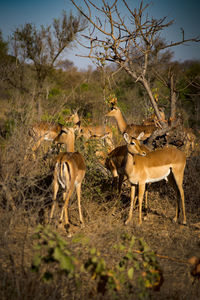 Deer standing on field at kruger national park