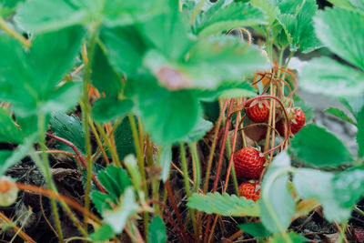 Ripe strawberries on a plant
