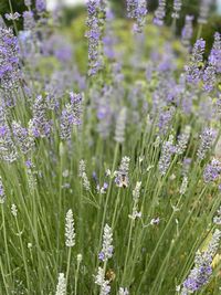 Close-up of purple flowering plants on field