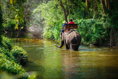 Man riding bicycle in river against trees in forest