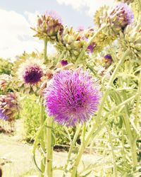 Close-up of thistle blooming outdoors