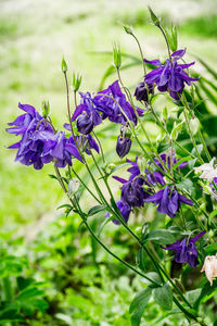 Close-up of purple flowering plants