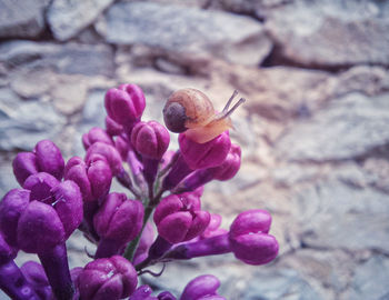 Close-up of pink flowering plant