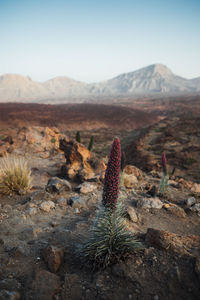 Succulent plant on field against sky