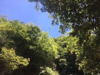 Low angle view of trees against sky on sunny day