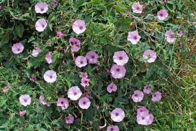 High angle view of pink flowering plants on field