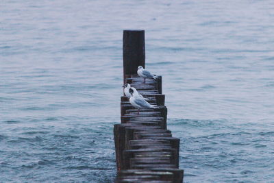 Seagull perching on wooden post in sea