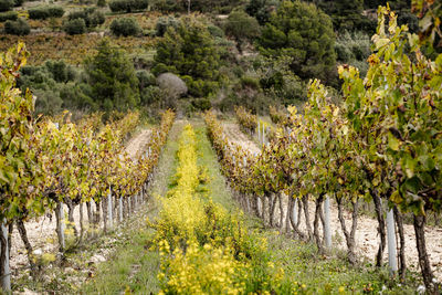 Scenic view of vineyard